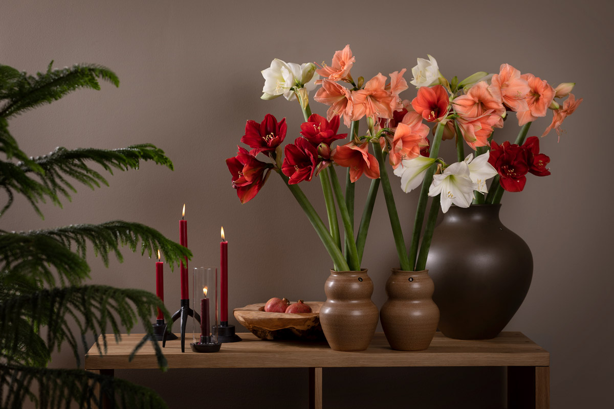 Allt du behöver veta om amaryllis