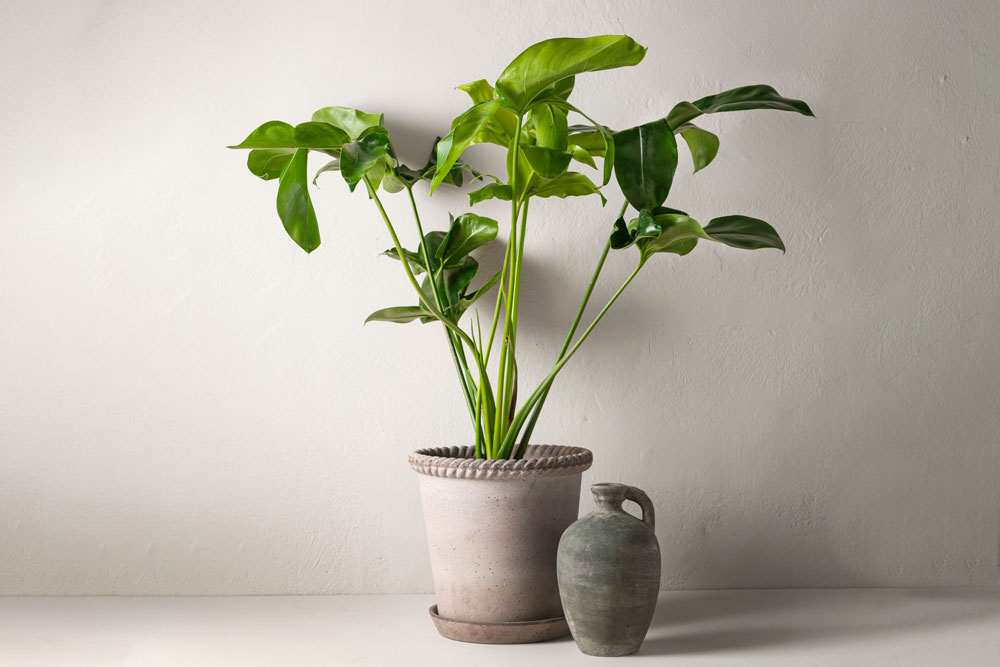 Philodendron 'Green Wonder'