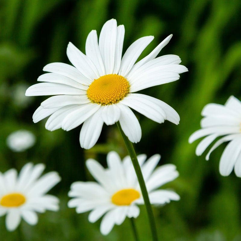 Blommor-stjärntecken-Tvillingarna-2.jpg